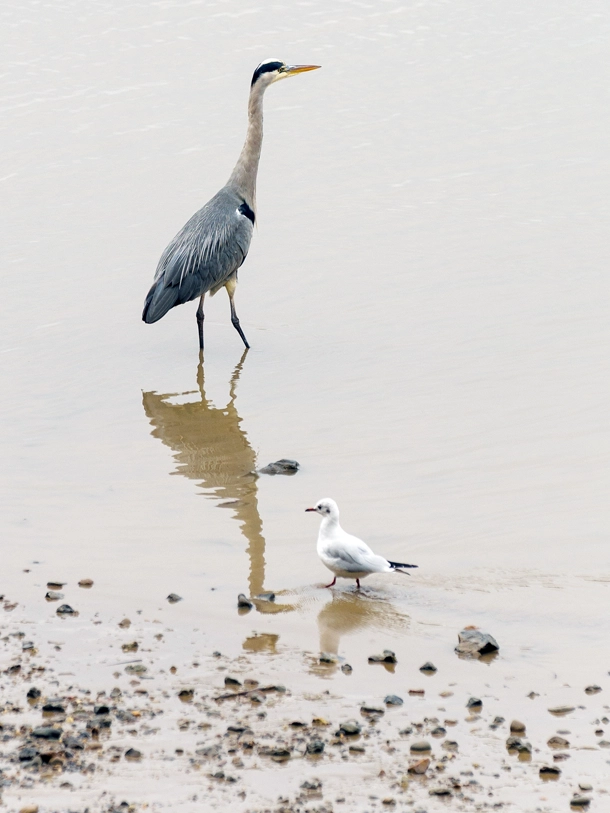 Heron on the Thames in London